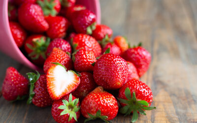 Les producteurs de fraises des Alpilles : un savoir-faire local