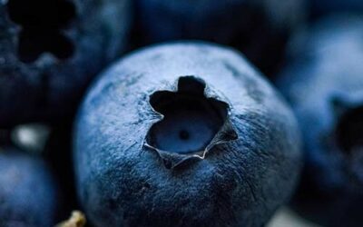 Confiserie à la myrtille : une gourmandise raffinée