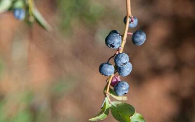 La couleur myrtilles, un nuancier naturel