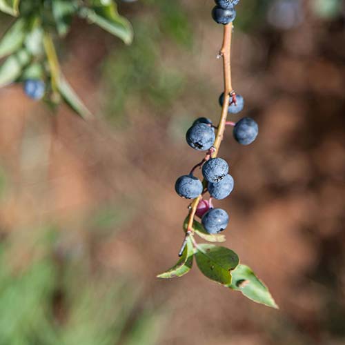 arrosez ses fraises - Fraise Kara