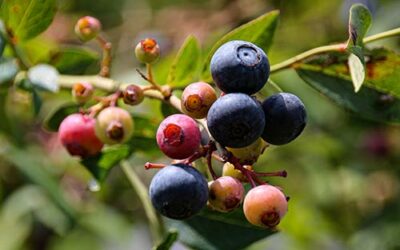 Comment pousse une myrtille ? De la fleur à la récolte