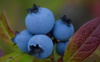 Pourquoi les myrtilles sont-elles bleues ?