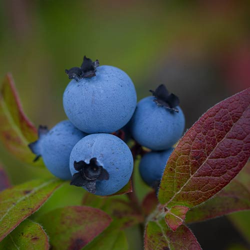 Pourquoi les myrtilles sont-elles bleues ?